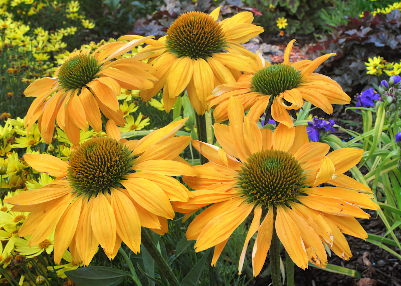 Echinacea purpurea 'Leilani' in piena fioritura con petali gialli e centro a cono, in un giardino naturalistico