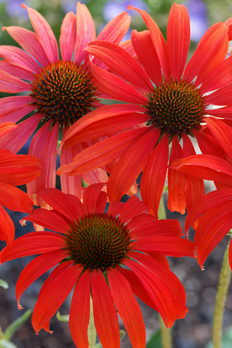 Echinacea purpurea 'Tomato Soup' in fiore, design giardino naturalistico