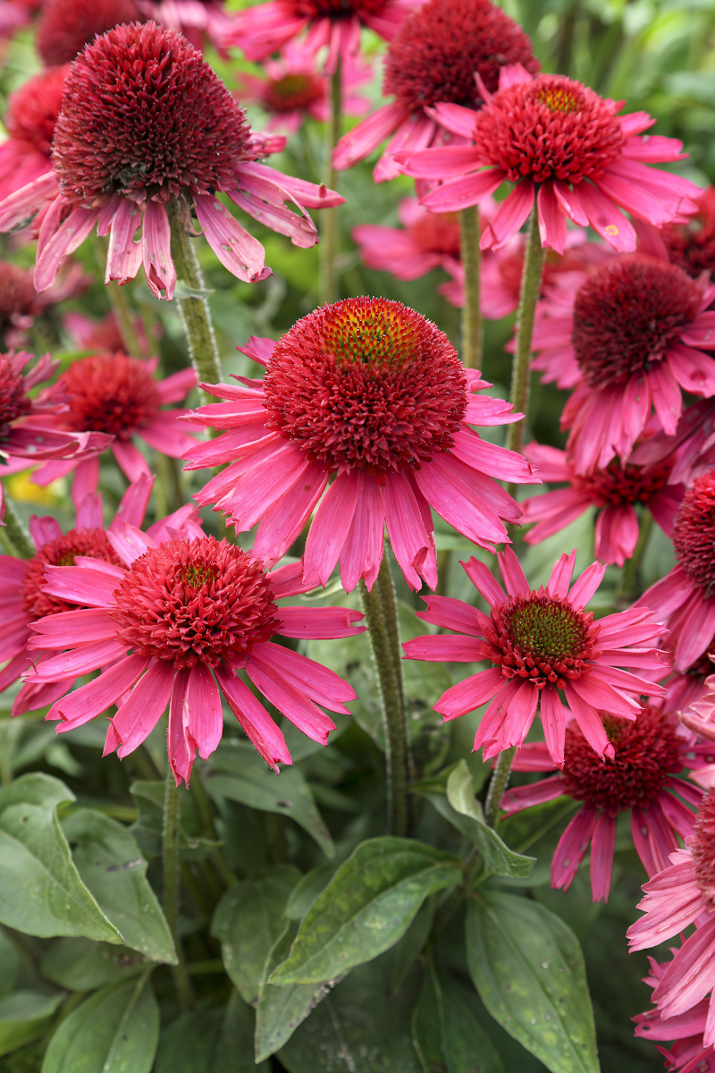 Echinacea purpurea 'Delicious Candy' in fiore nel giardino
