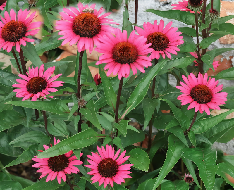 Echinacea purpurea 'Fatal Attraction' in piena fioritura con petali rosa scuro e cono centrale scuro.
