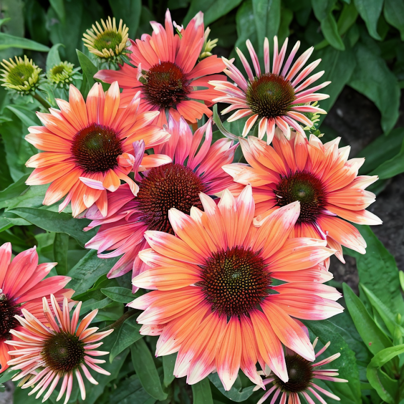 Echinacea Flamingo in piena fioritura, colori vivaci per il giardino