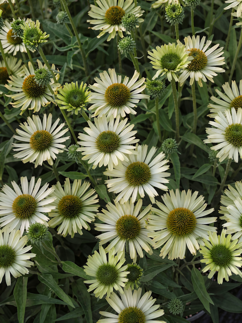 Echinacea purpurea 'Green Jewel' con fiori verde lime