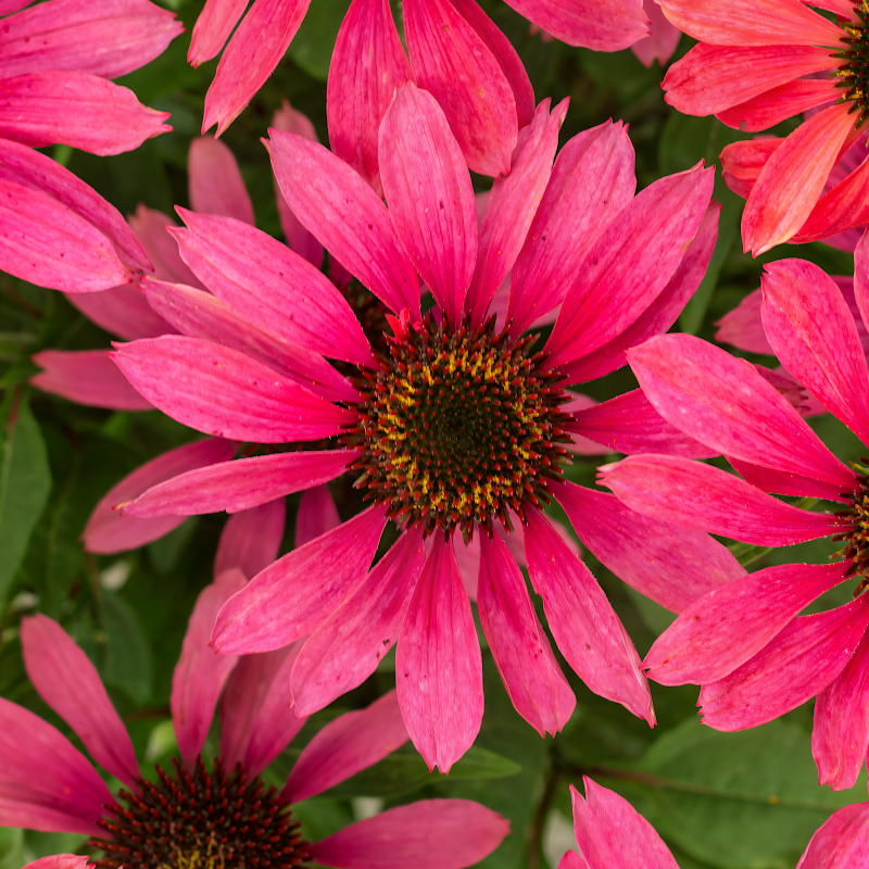 Echinacea purpurea 'Magenta Pearl' in piena fioritura, design da giardino naturalistico