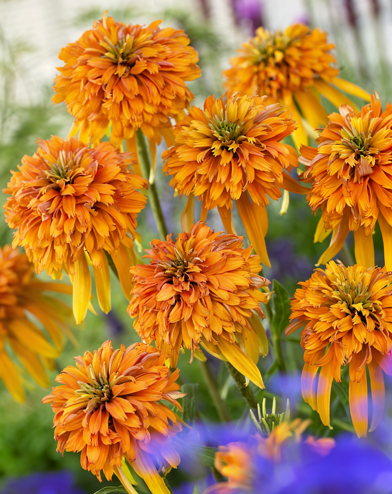 Echinacea purpurea 'Marmalade' in piena fioritura, un tocco di colore vibrante in giardino