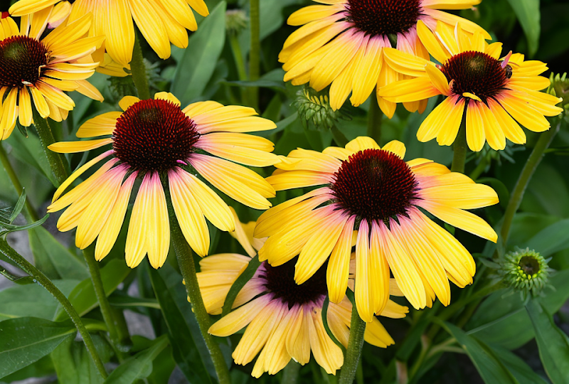 Echinacea purpurea 'Rainbow Yellow' in piena fioritura in un giardino soleggiato