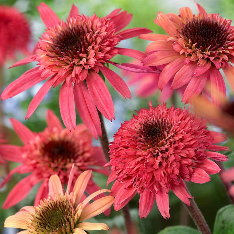 Echinacea purpurea 'Raspberry Truffle' in piena fioritura con petali rosa scuro doppi in un giardino soleggiato.