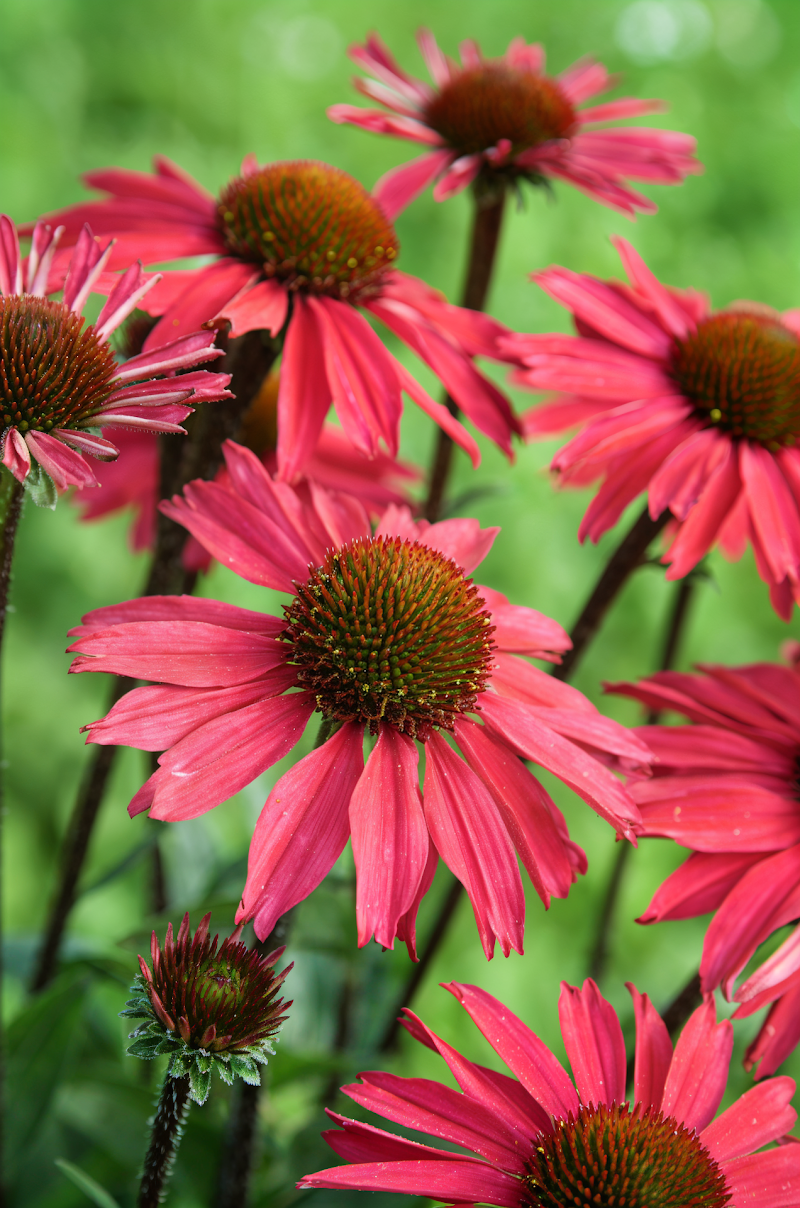 Echinacea purpurea Sensation Pink, fiore di cono rosa brillante nel giardino