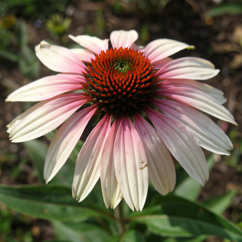 Echinacea purpurea 'Strawberry And Cream' in piena fioritura con petali bicolore