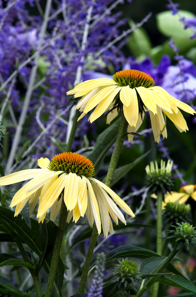 Echinacea purpurea 'Sunrise' con fiori giallo-arancio nel giardino