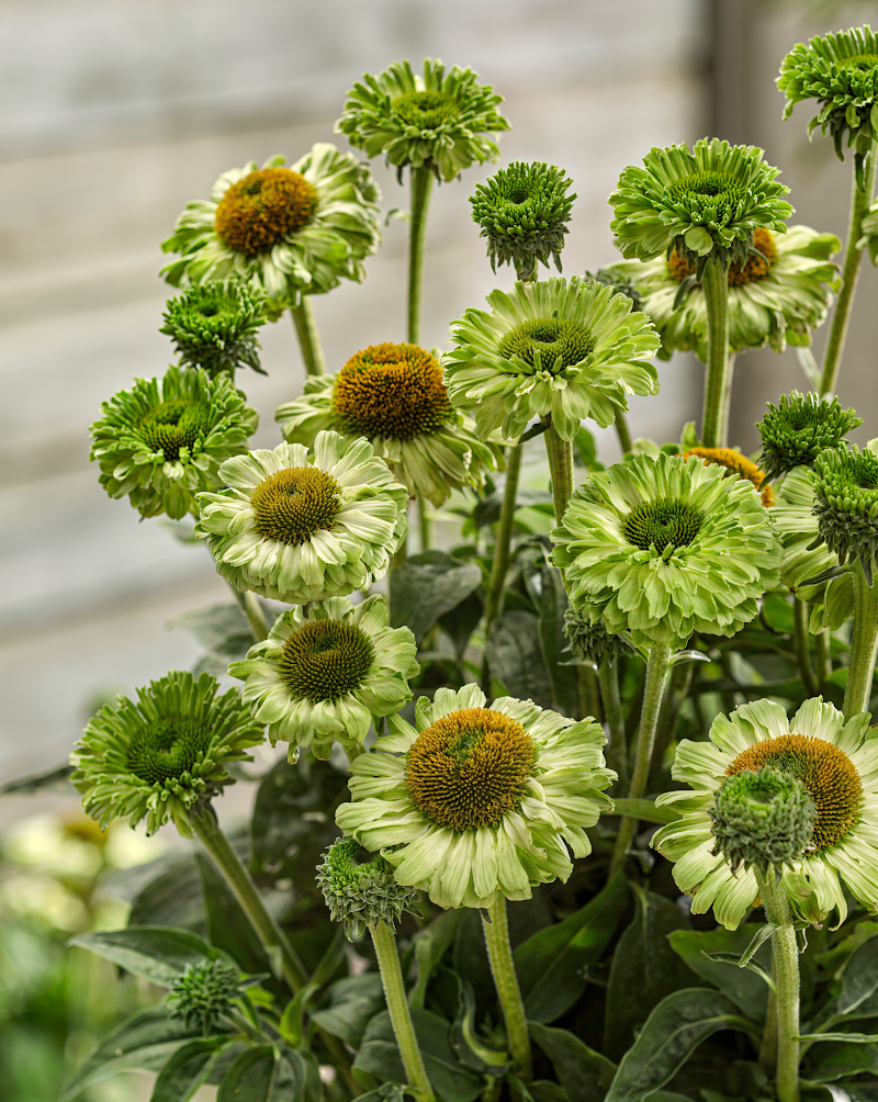 Echinacea purpurea 'Sunseekers Apple Green' in fiore nel giardino naturalistico