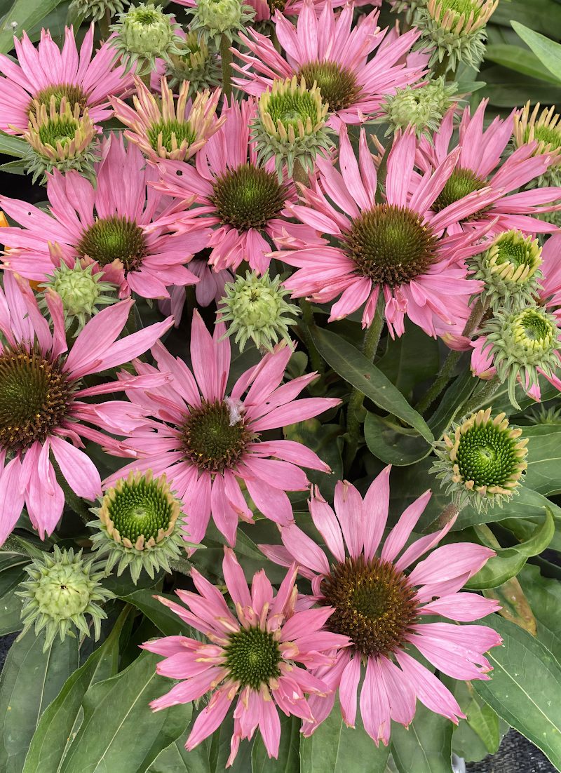 Echinacea purpurea 'Sunseekers Bubblelicious' con fiori doppi rosa in piena fioritura in un giardino soleggiato.
