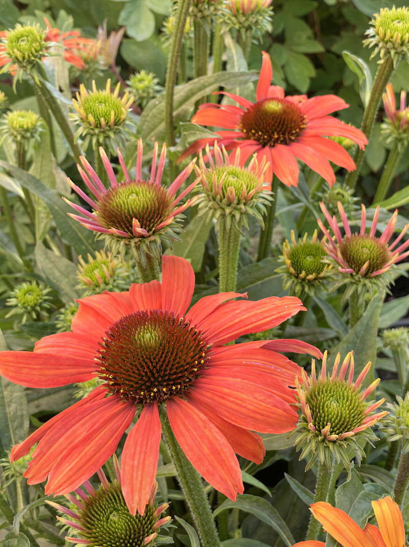 Echinacea purpurea Sunseekers Coral con fiori color corallo in pieno sole