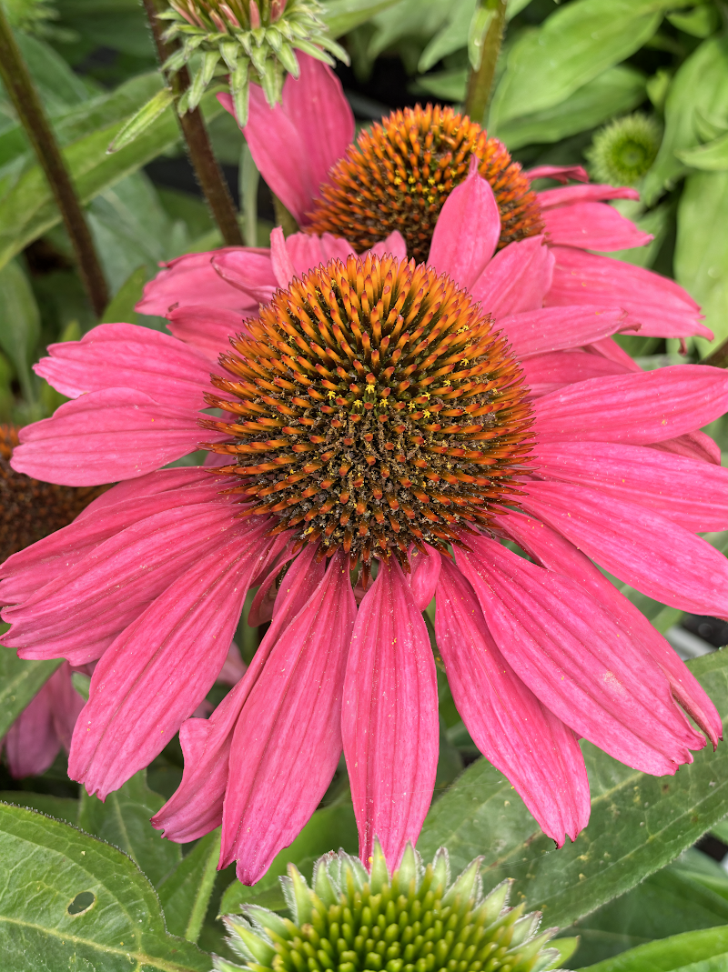 Echinacea purpurea Sunseekers Hot Pink, fiore rosa acceso in primo piano