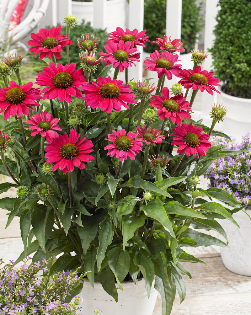 Echinacea purpurea 'Sunseekers Magenta' in piena fioritura, giardino soleggiato