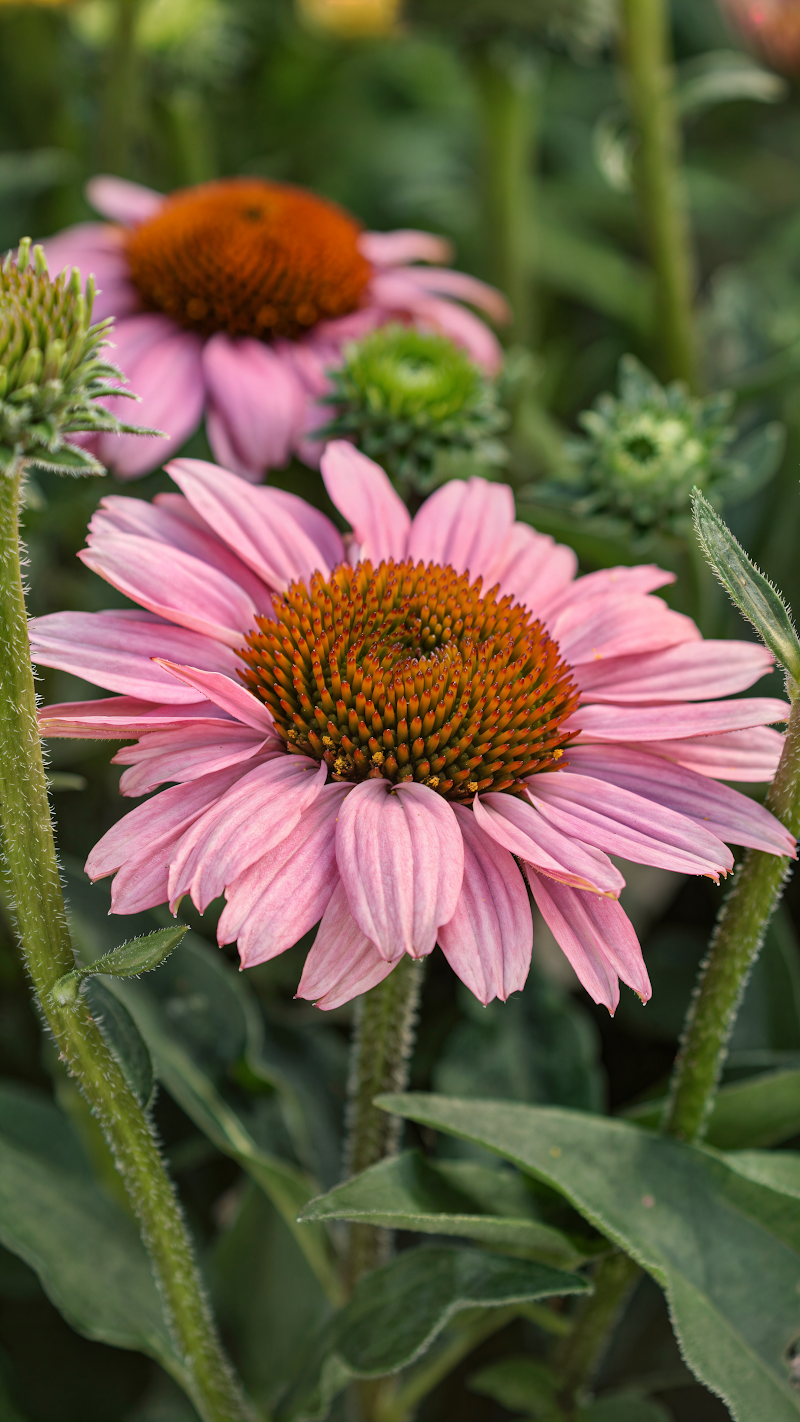 Echinacea purpurea 'Sunseekers Pink' in piena fioritura, un tocco vibrante per il tuo giardino.