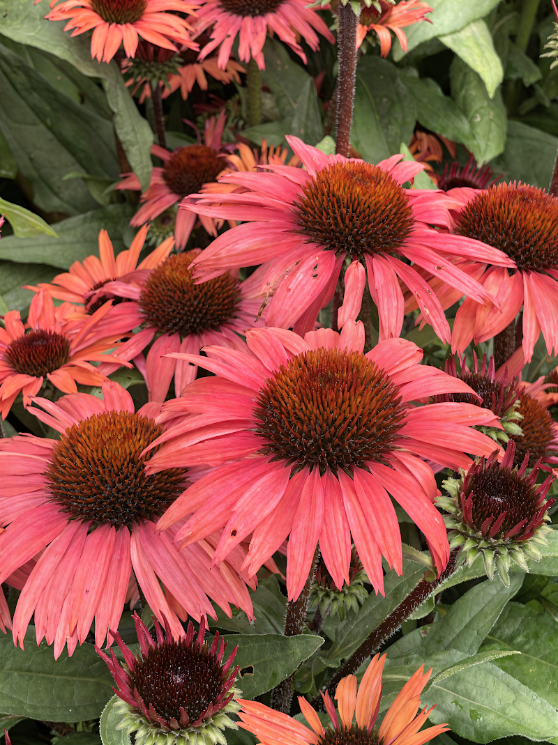 Echinacea purpurea Sunseekers Pomegranate in piena fioritura con petali rosso intenso