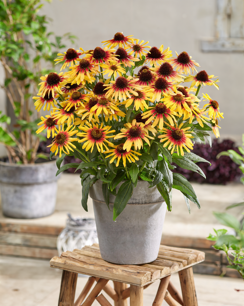 Echinacea purpurea 'Sunseekers Tequila Sunrise' con fiori giallo-arancio in giardino