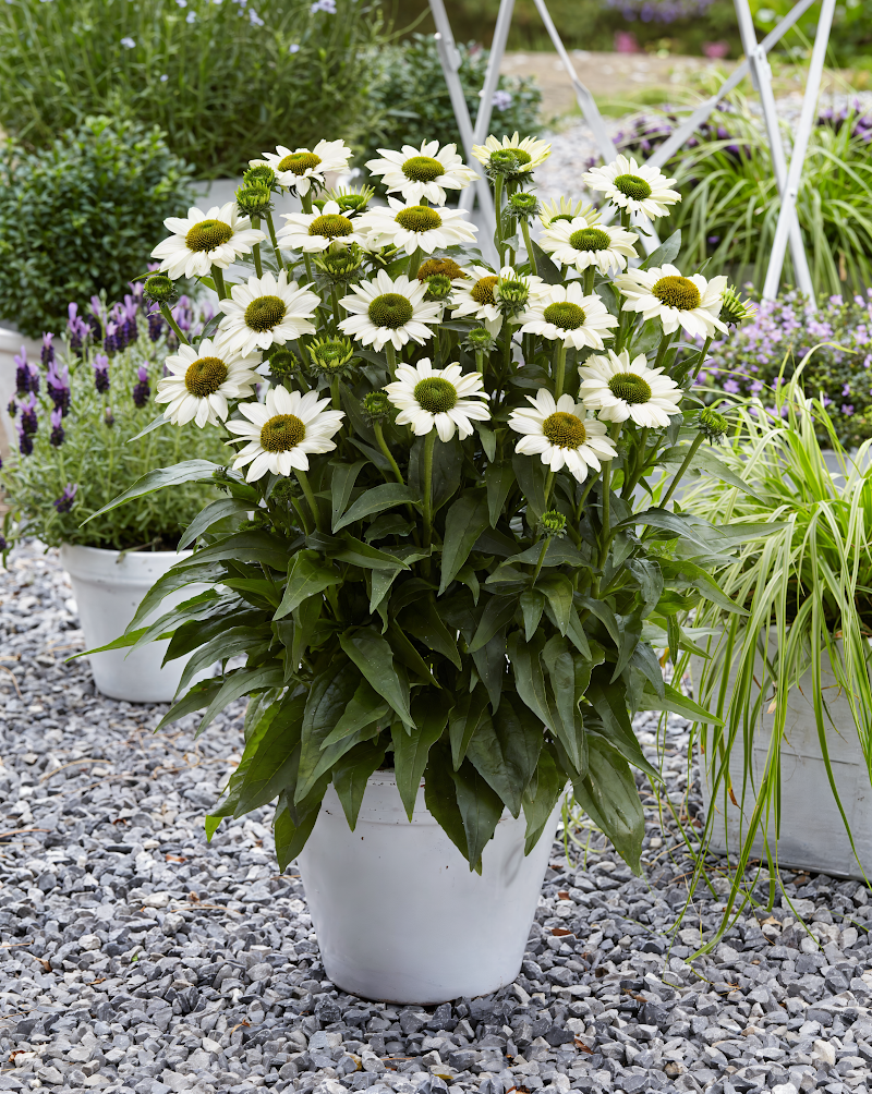Echinacea purpurea 'Sunseekers White' in piena fioritura, giardino soleggiato