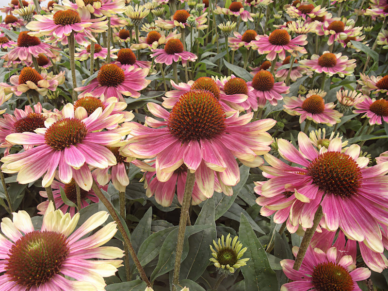 Echinacea purpurea 'Sweet Sandia' con i suoi fiori bicolore che fioriscono in un giardino soleggiato