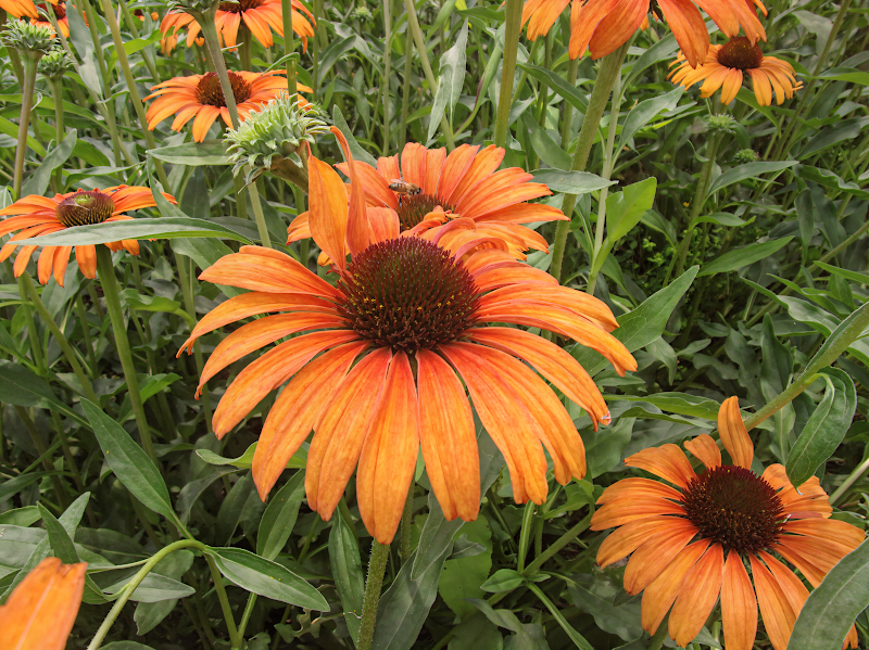 Echinacea purpurea 'Tangerine Dream' vibrante fiore arancio in giardino