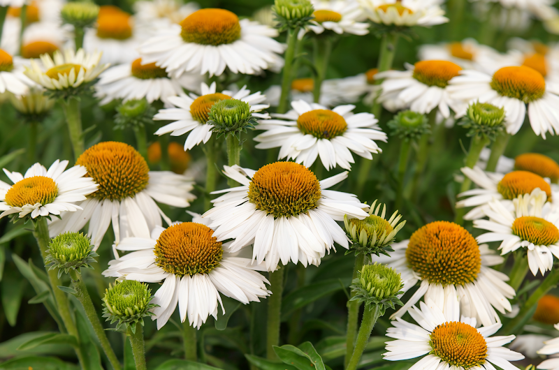 Echinacea purpurea 'White Meditation' in piena fioritura, un'oasi di pace nel giardino