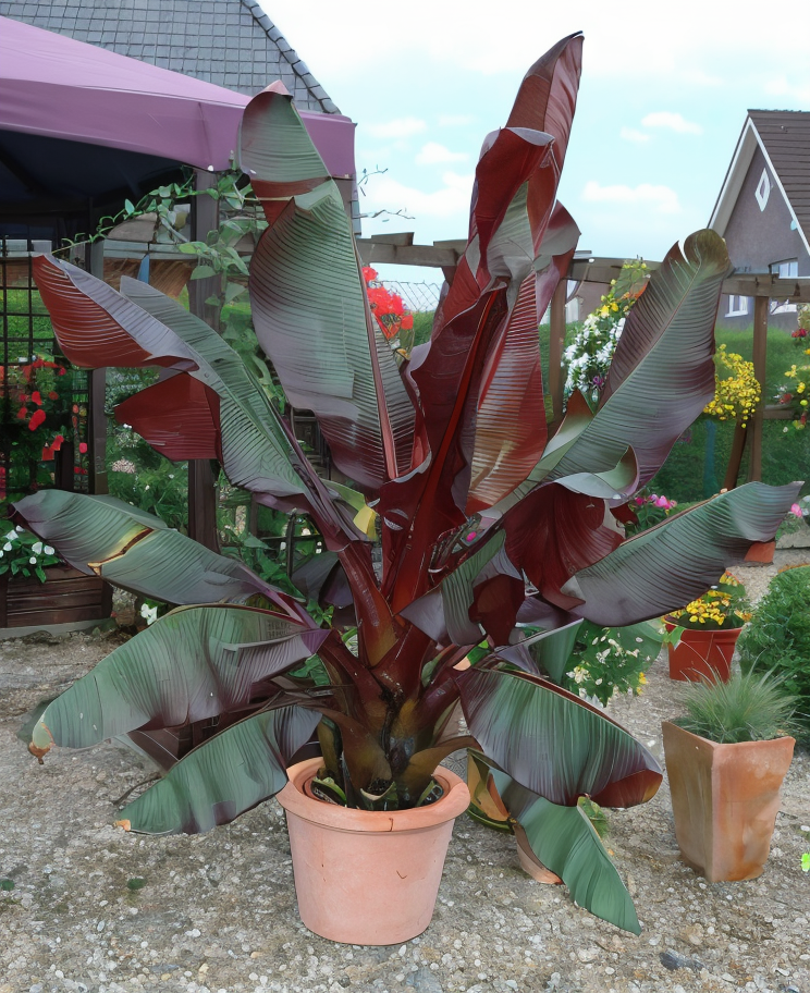 Musa Maurelli, Ensete ventricosum Maurelli, grande pianta esotica con foglie rosse e verdi