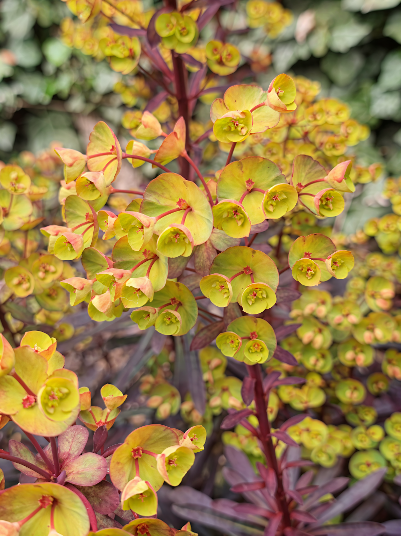 Euphorbia amygdaloides 'Miners Merlot' in piena fioritura con foglie viola scuro in un giardino roccioso