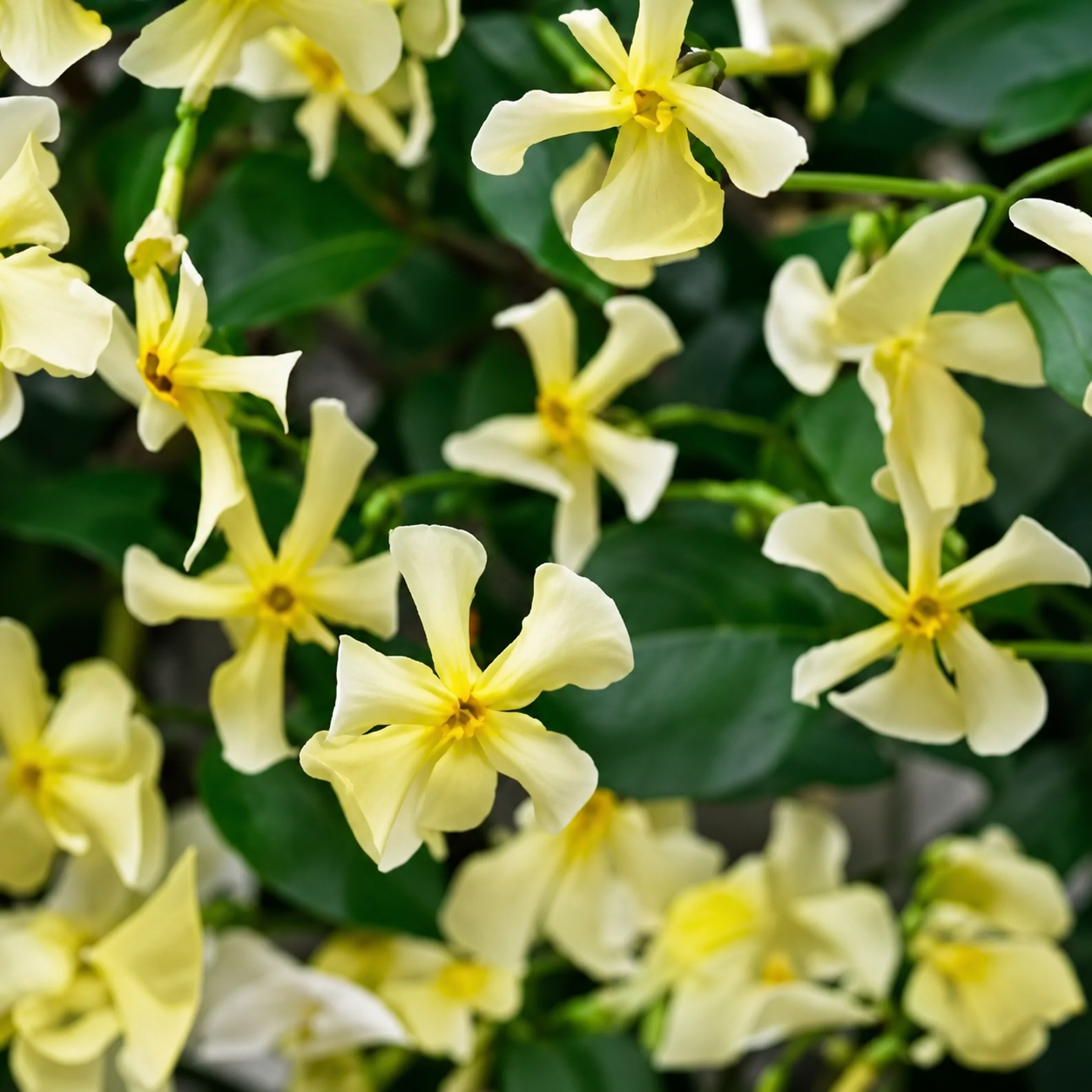 Fiori giallo crema del Falso Gelsomino Trachelospermum jasminoides Chili & Vanilla