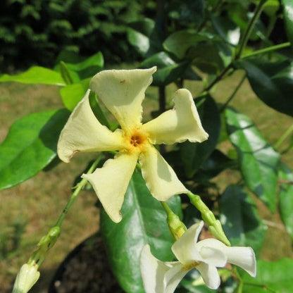 Falso Gelsomino Trachelospermum jasminoides Christabel Bielenberg con fioritura bianca e foglie verdi lucide