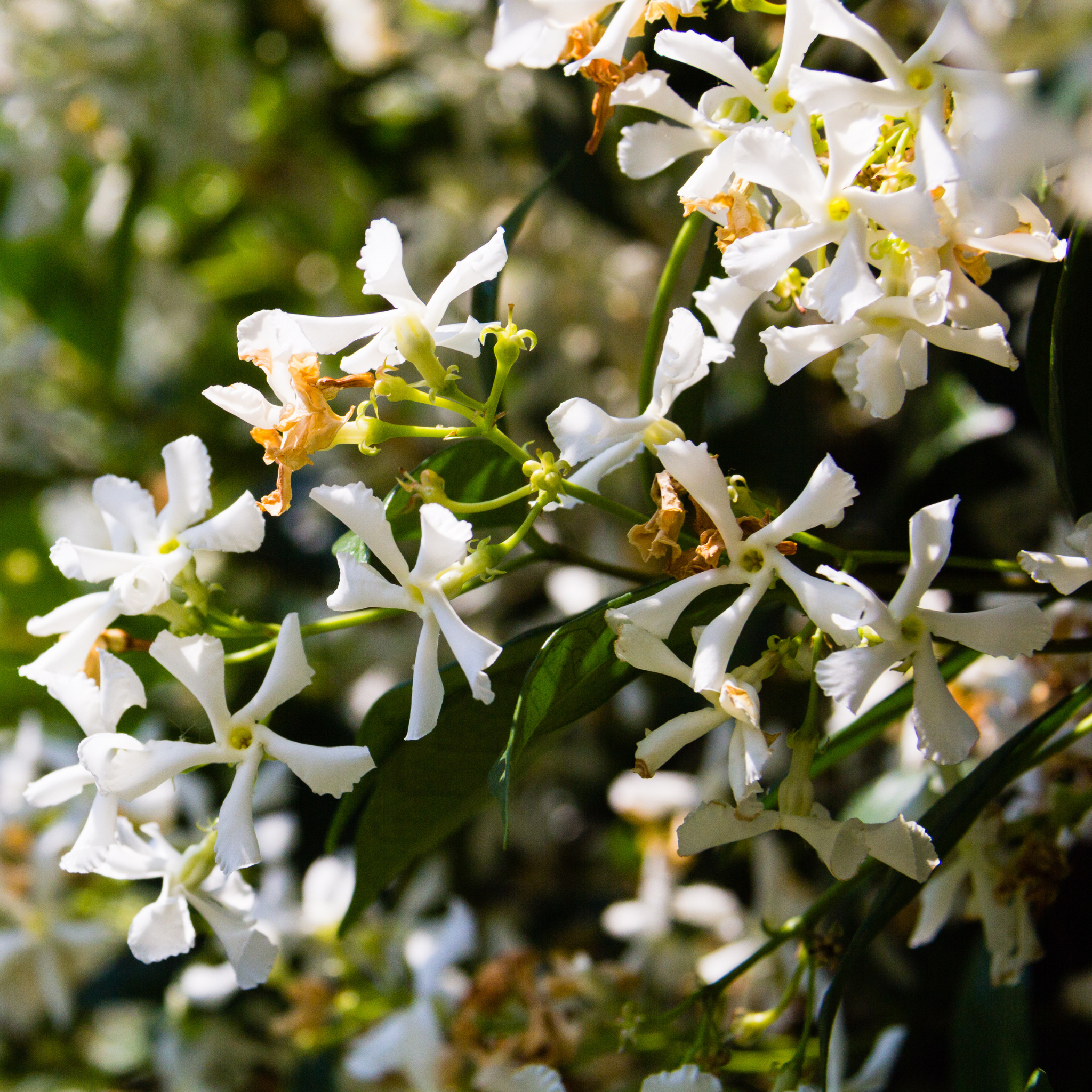Dettaglio dei fiori bianchi stellati del Falso Gelsomino Trachelospermum jasminoides