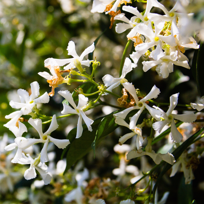 Dettaglio dei fiori bianchi stellati del Falso Gelsomino Trachelospermum jasminoides