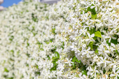 Fioritura abbondante del Falso Gelsomino Trachelospermum jasminoides con fiori bianchi profumati