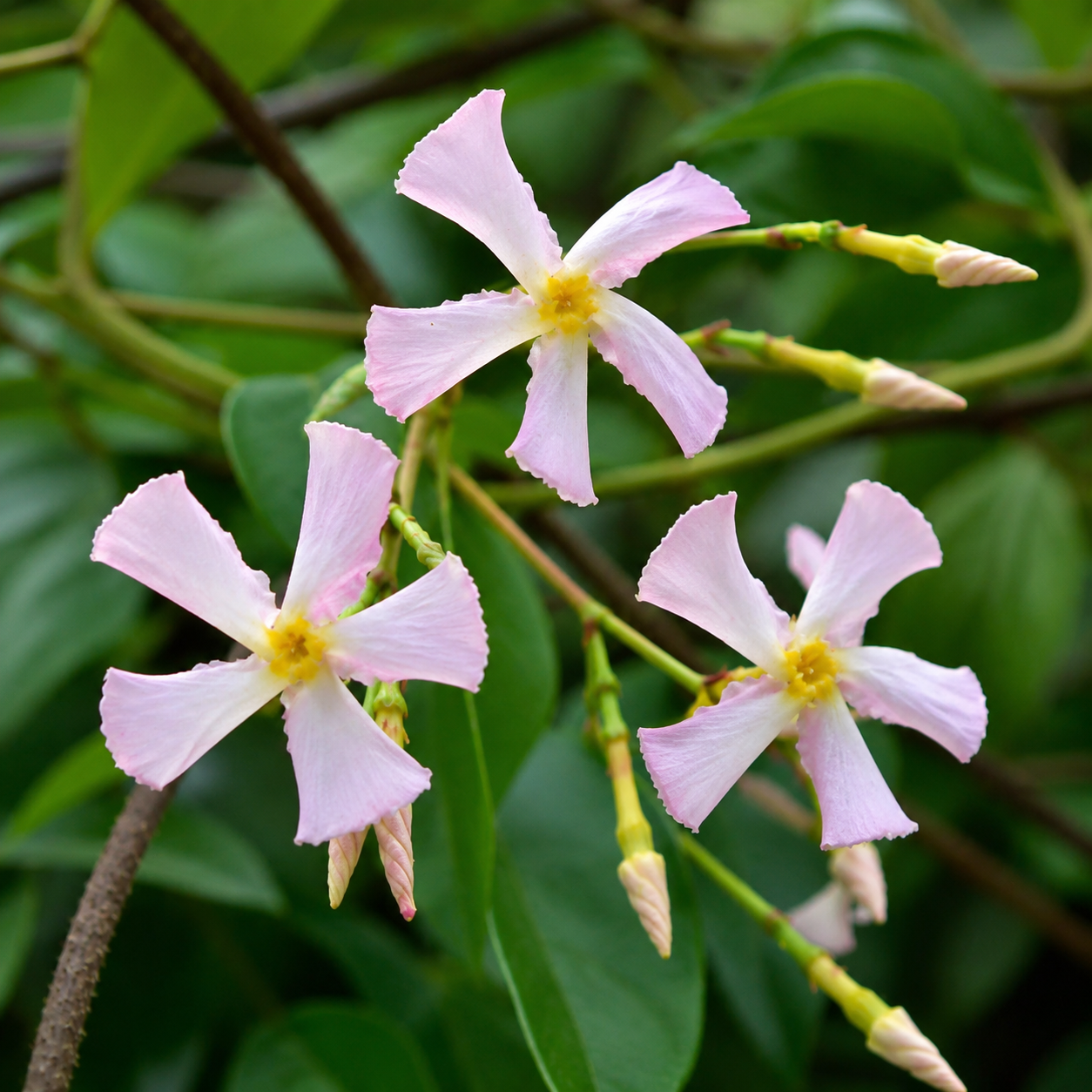 Dettaglio dei fiori rosa stellati del Falso Gelsomino Trachelospermum jasminoides Rose