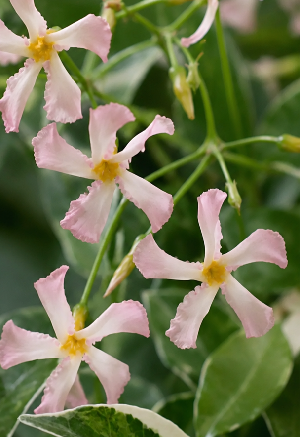 Dettaglio dei fiori rosa stellati del Falso Gelsomino