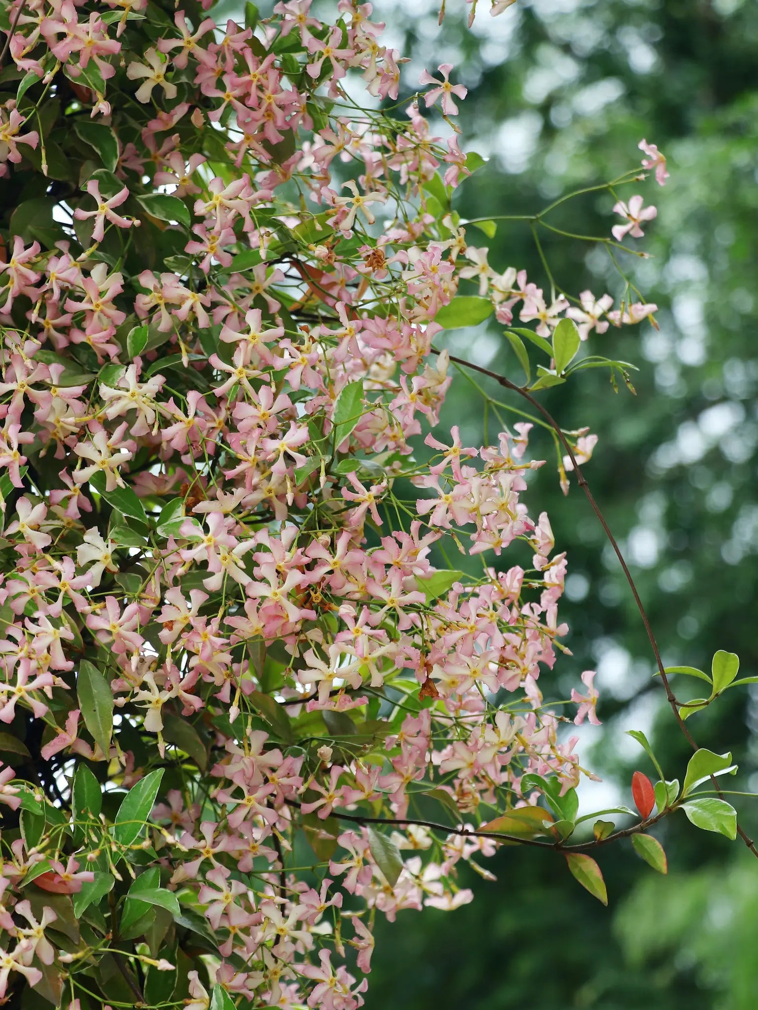 Fiori rosa chiaro del Falso Gelsomino Trachelospermum jasminoides Star of Milano