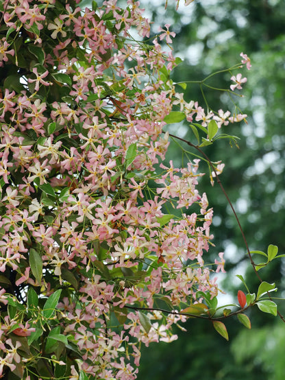 Fiori rosa chiaro del Falso Gelsomino Trachelospermum jasminoides Star of Milano