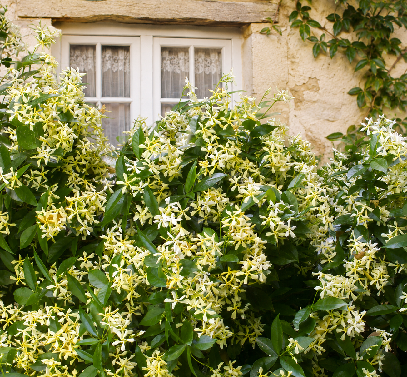 Falso Gelsomino Trachelospermum jasminoides Star of Toscane rampicante davanti a una casa di campagna