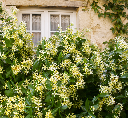 Falso Gelsomino Trachelospermum jasminoides Star of Toscane rampicante davanti a una casa di campagna
