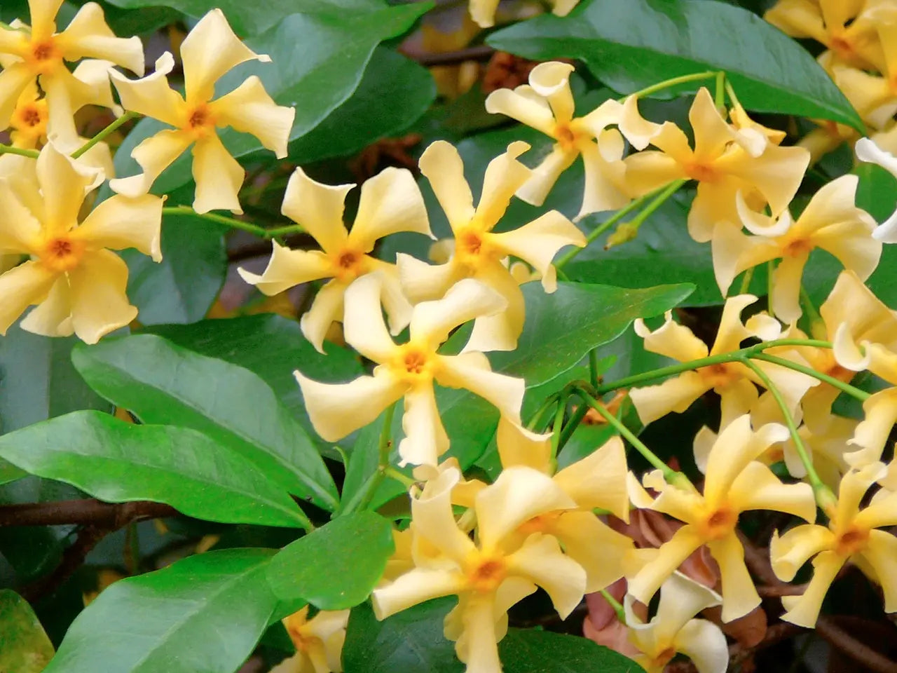 Fiori giallo crema del Falso Gelsomino Trachelospermum jasminoides Star of Toscane