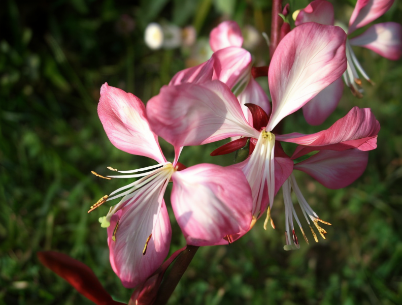 Gaura lindheimeri 'Rosy Jane' con fiori rosa e bianchi in un giardino naturalistico