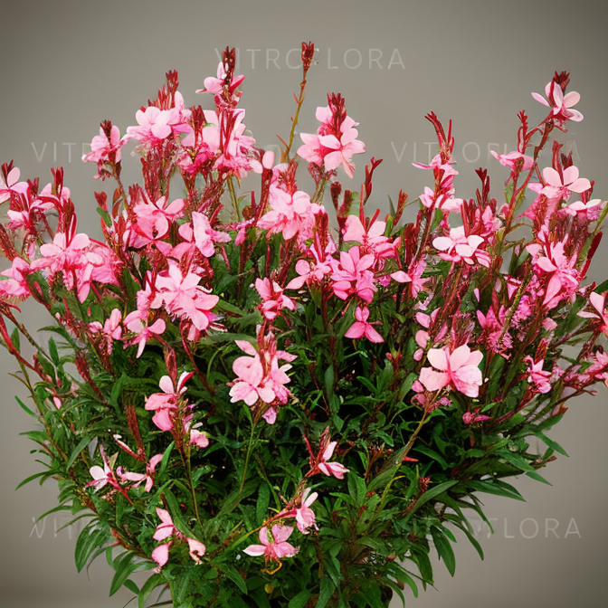 Gaura lindheimeri 'Siskiyou Pink' in fiore, fiori rosa delicati nel giardino