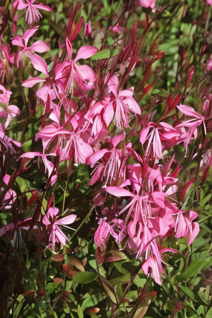 Gaura lindheimeri Tutti Frutti in piena fioritura, ideale per giardino mediterraneo