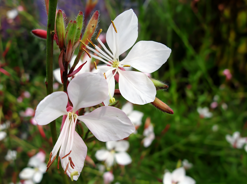 Gaura lindheimeri 'Whirling Butterfly' in pieno fiore in un giardino naturalistico