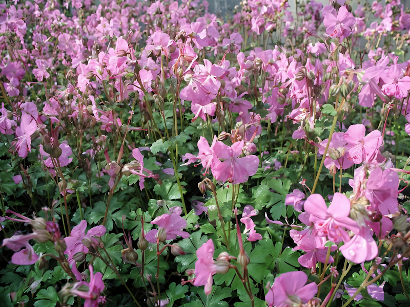 Geranium × cantabrigiense 'Westray' in piena fioritura rosa pallido in giardino come tappezzante