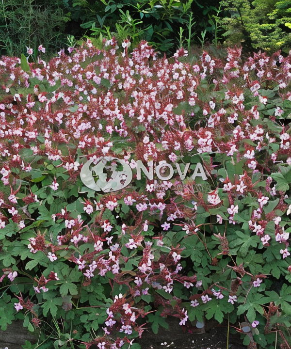 Geranium macrorrhizum 'Spessart' in piena fioritura, un tappeto vivace per il giardino