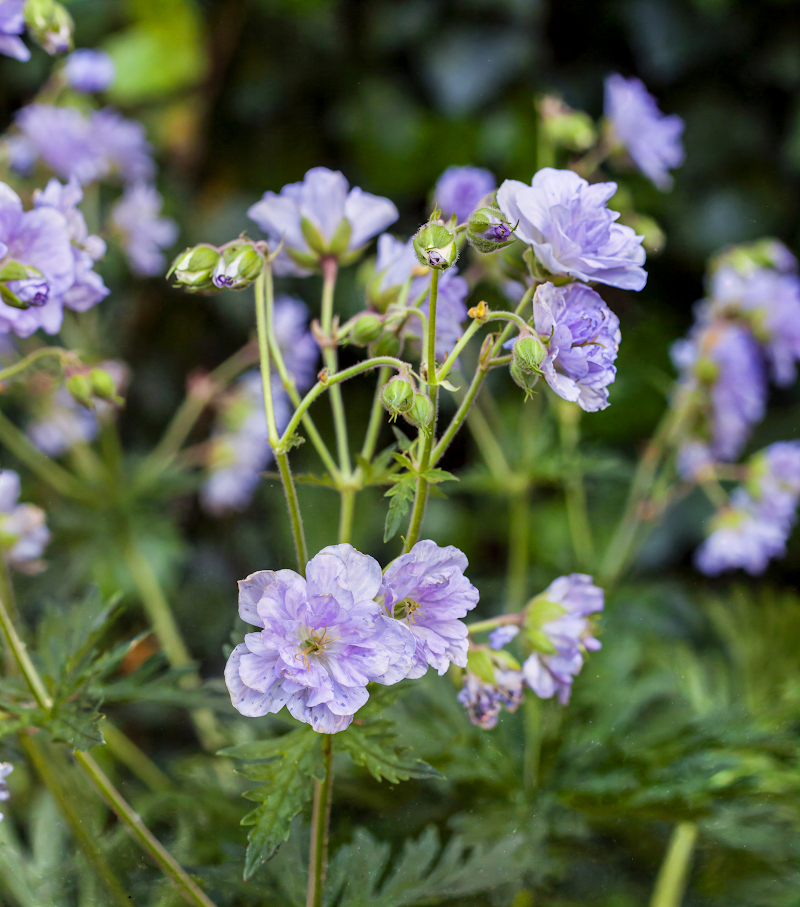 Geranium pratense Cloud Nine fiorito con fiori bianchi doppi