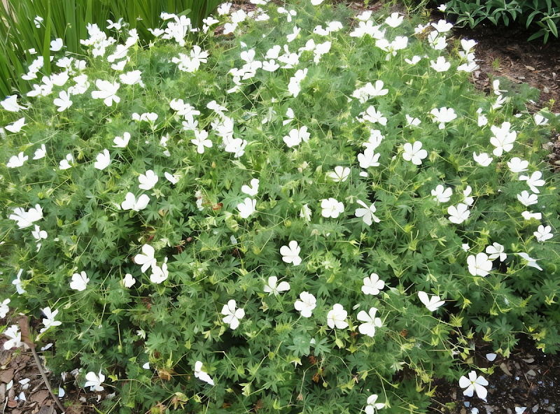 Geranium sanguineum 'Album': un tappeto di fiori bianchi in giardino
