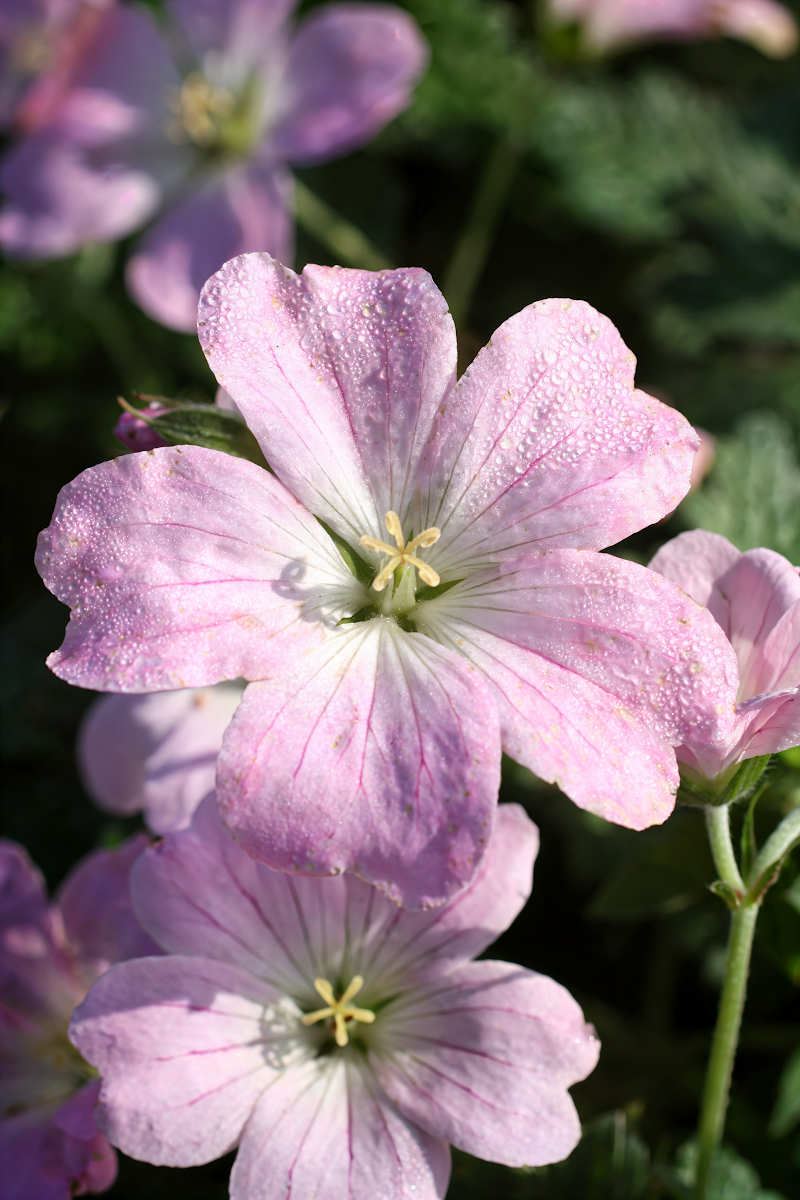 Geranium - Dreamland in piena fioritura con delicati fiori rosa e fogliame verde
