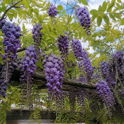 Grappoli doppi di fiori viola del Glicine Wisteria Black Dragon in piena fioritura