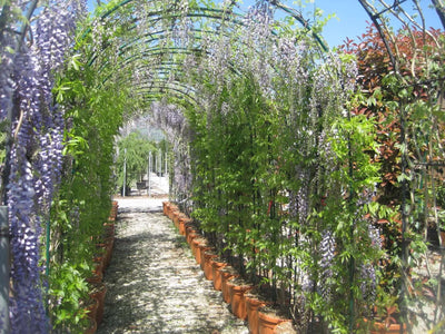 Pergolato ricoperto dal Glicine Wisteria Black Dragon con fiori viola pendenti lungo il vialetto